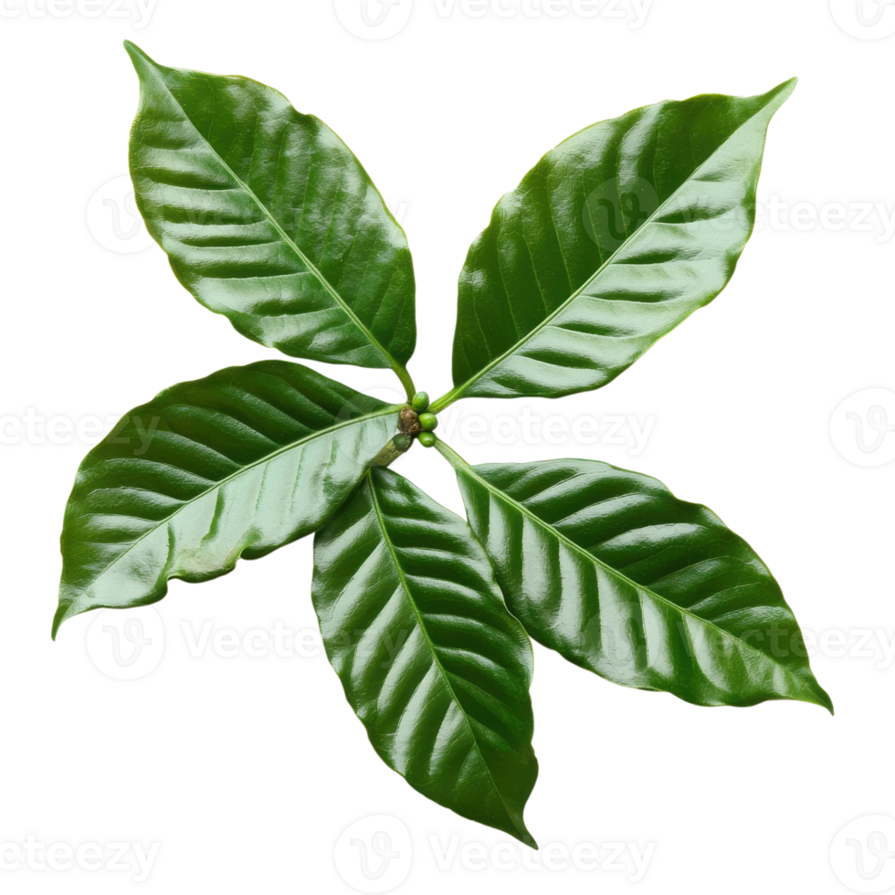 Fresh Coffee Leaves Natural Product on transparent Background. png