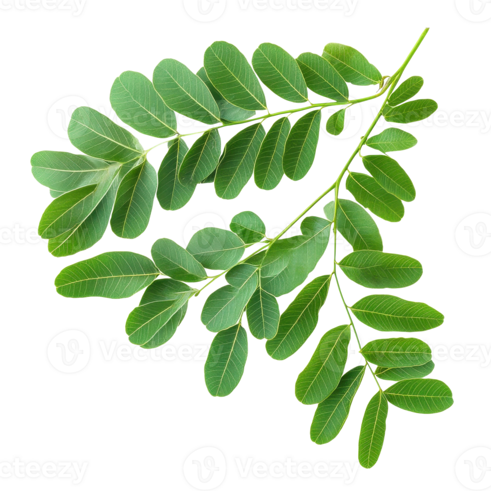 Vibrant Tamarind Leaves Close Up on transparent Background. png