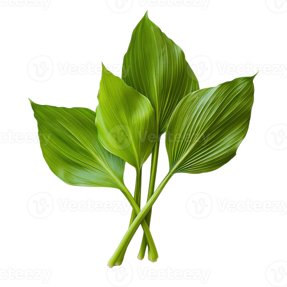 Vibrant Green Tiliacora Leaves on transparent Background. png
