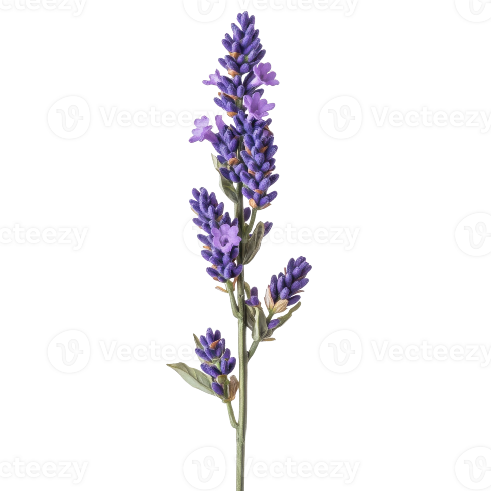 Close up Lavender Flower Stem on transparent Background. png