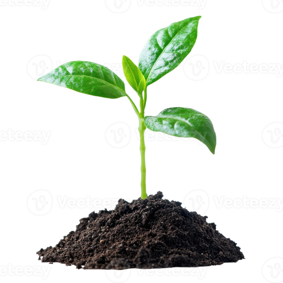 Green Plant Sprout Close Up on transparent Background. png