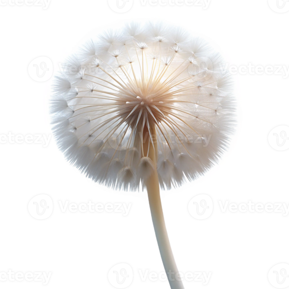 beautiful modern A single dandelion seedhead, delicately lit by a back light, ethereal and dreamlike, white on white color scheme exclusive png
