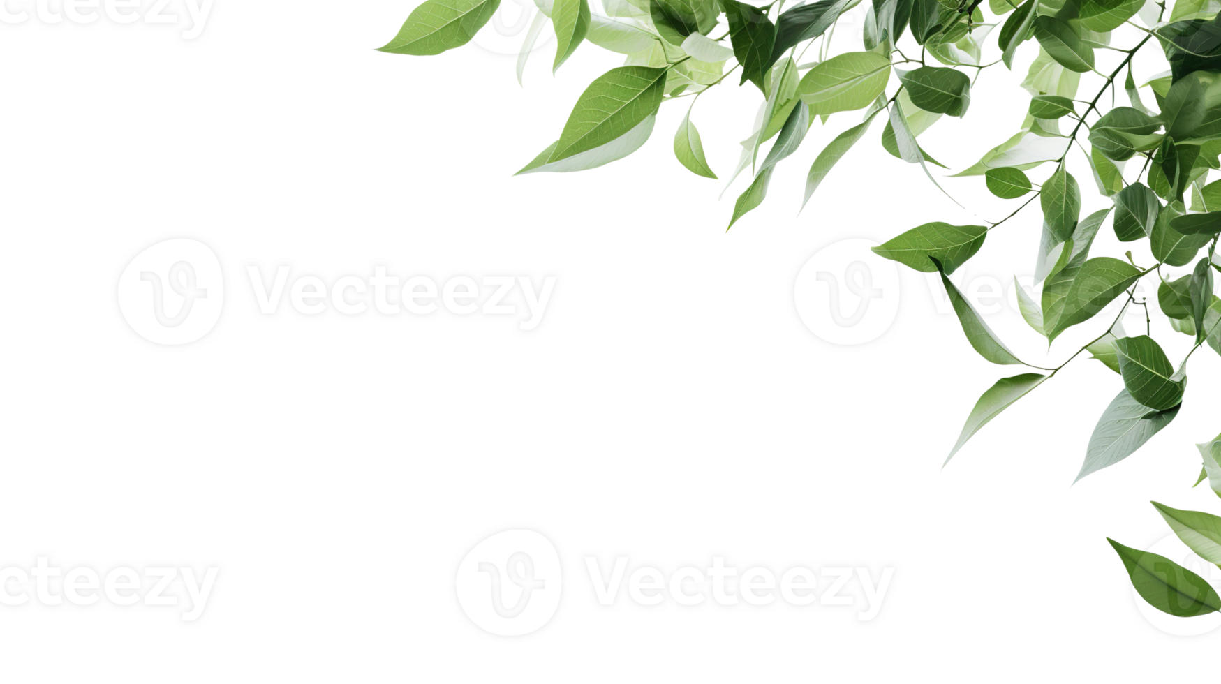 Green Leaves on Transparent Background. Copy Space, Presentation, Environment, Leaf, Plant png