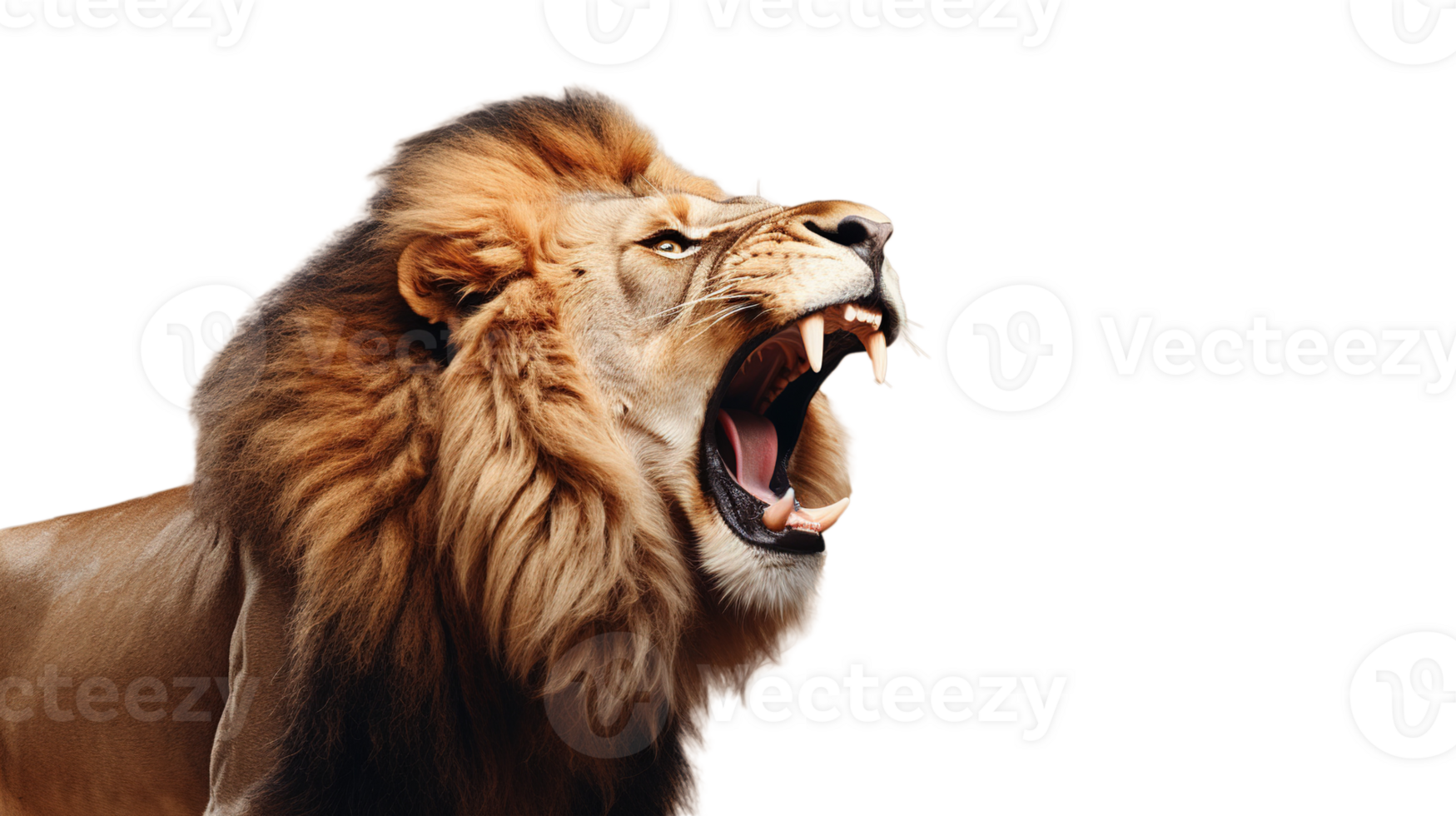 Fierce Lion Roaring on Isolated Transparent png
