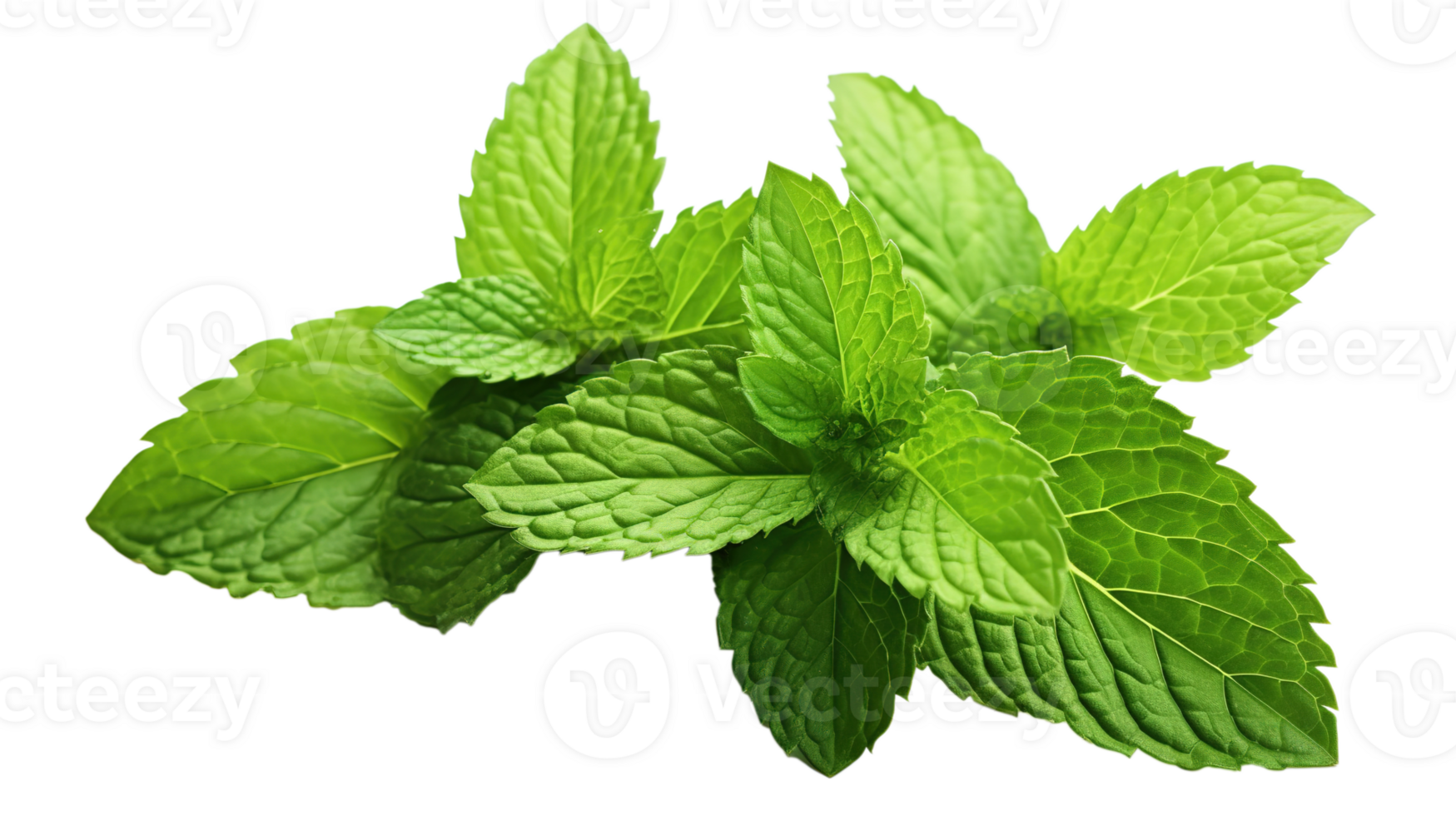 Mint Leaves on Transparent Background. Leaf, Fresh png