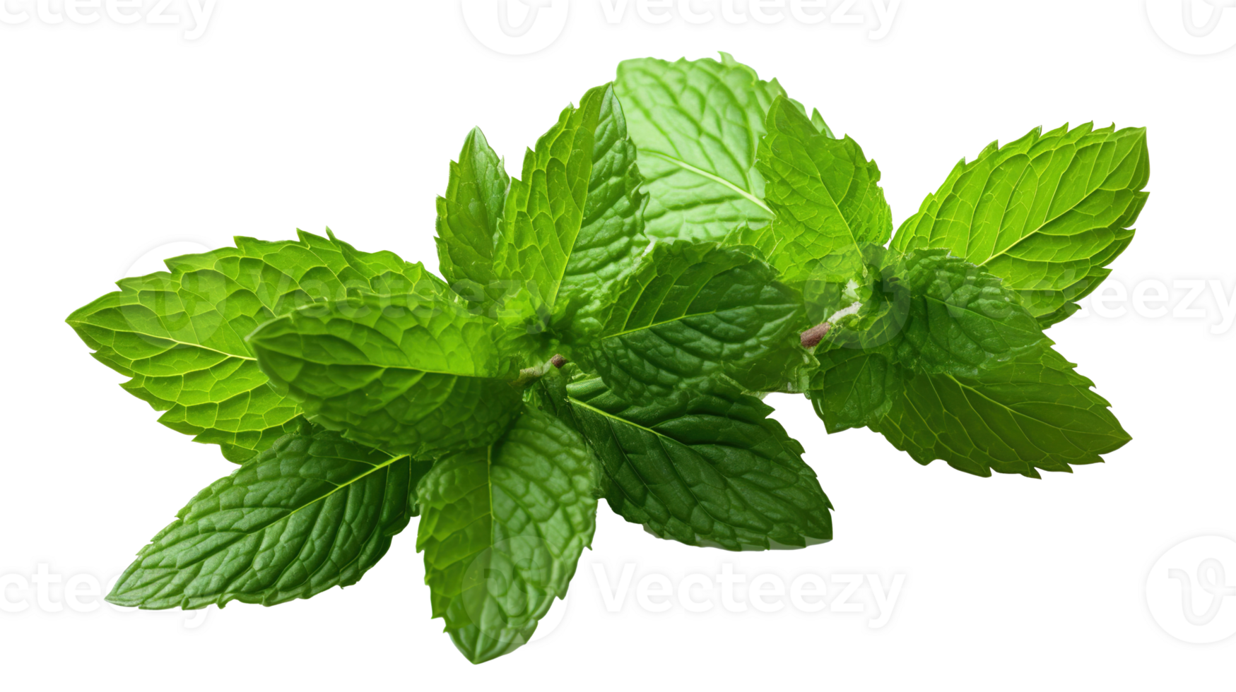 Mint Leaves on Transparent Background. Leaf, Fresh, Cool png