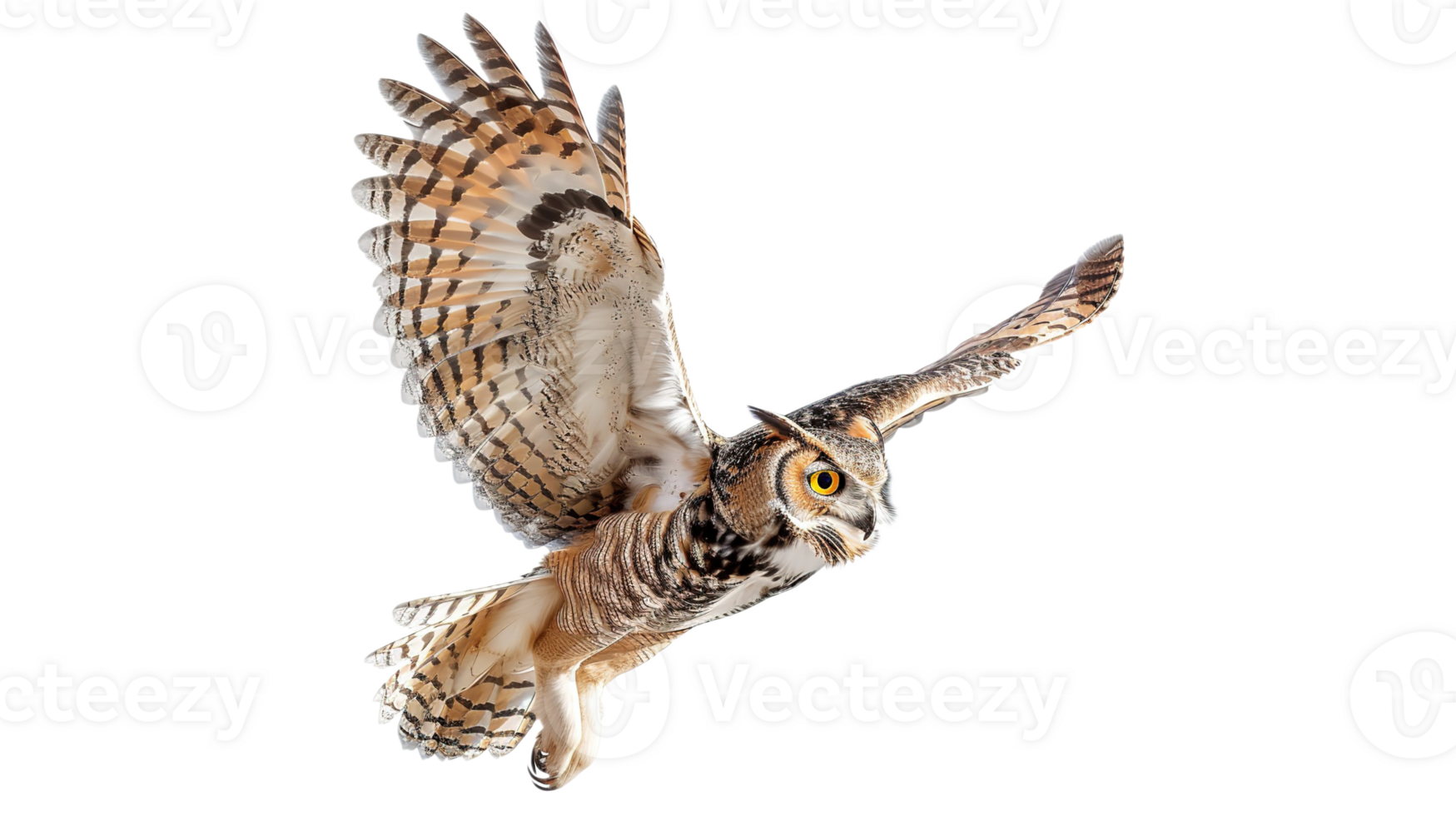 Soaring Bird Owl on Transparent Background png