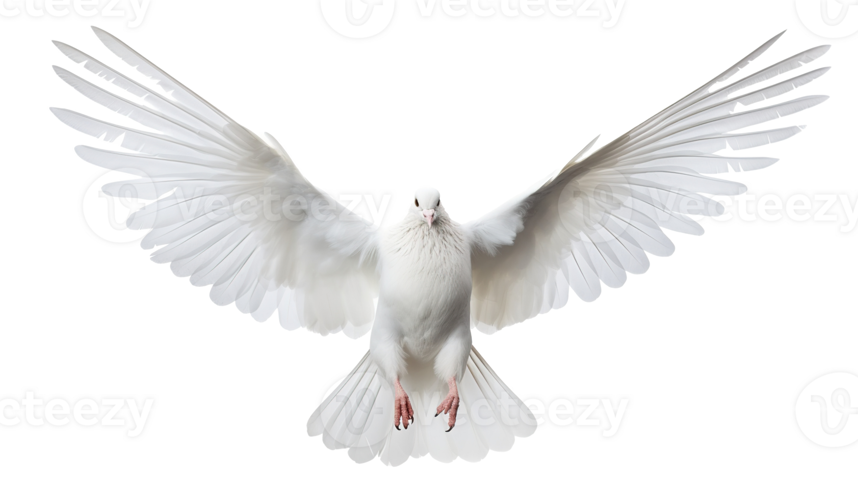 White Pigeon Isolated on Transparent Background. Peace, Divine, Love, Fertility png