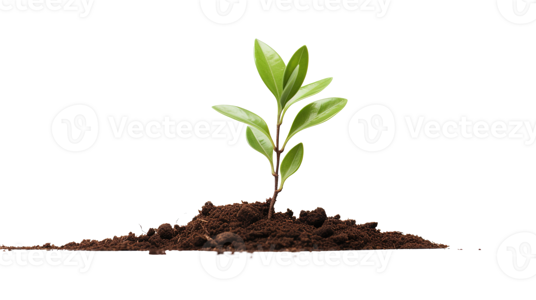 New Tree Seedling on Transparent Background. Growth, Environment png