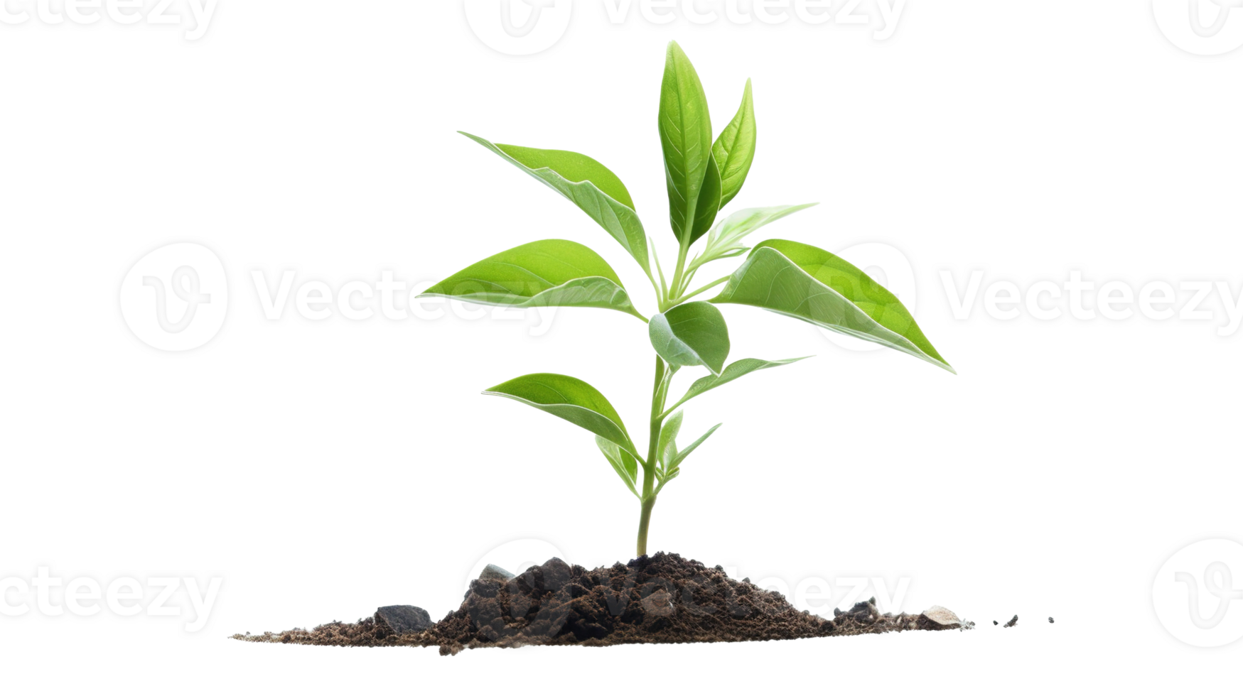 Small Green Sprout on Transparent Background. Young, Tree png
