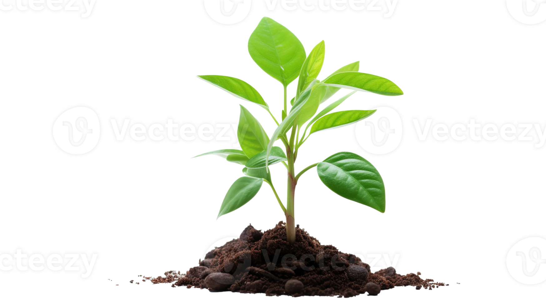 New Tree Seedling on Transparent Background. Growth, Environment, Leaf png