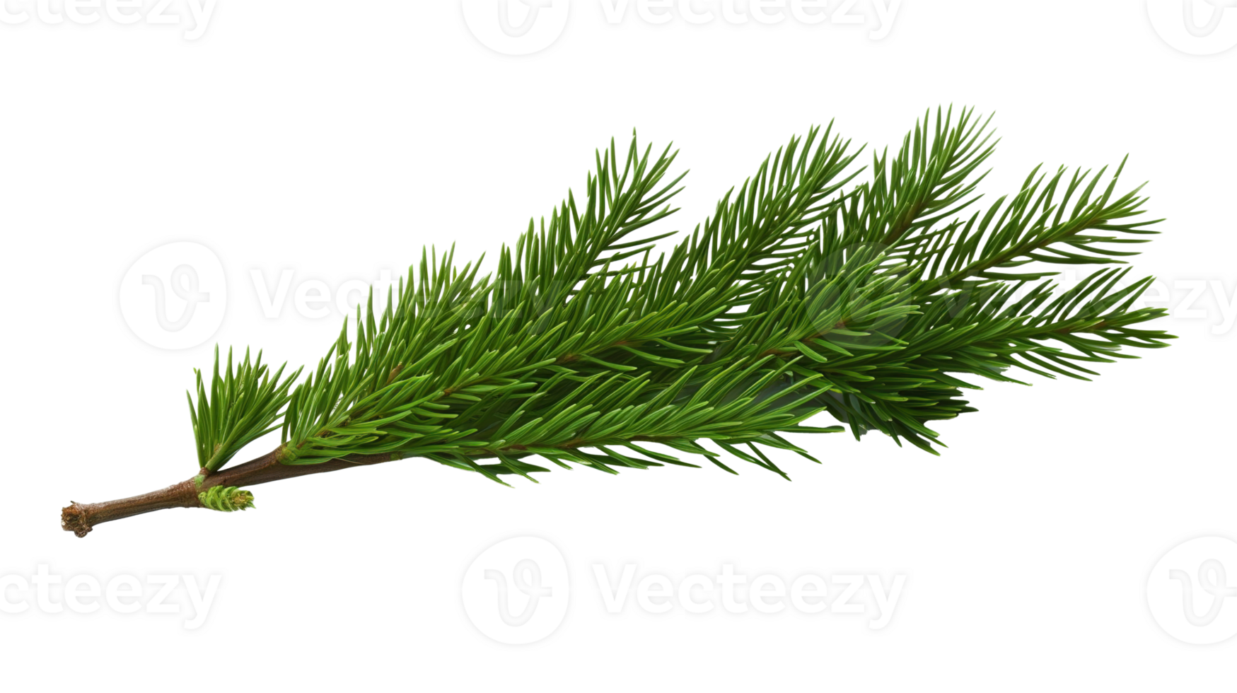 Spruce Tree Branch on Transparent Background, Holiday png