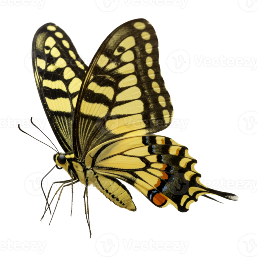 Orange Butterfly Exotic species with intricate wing designs and delicate features png