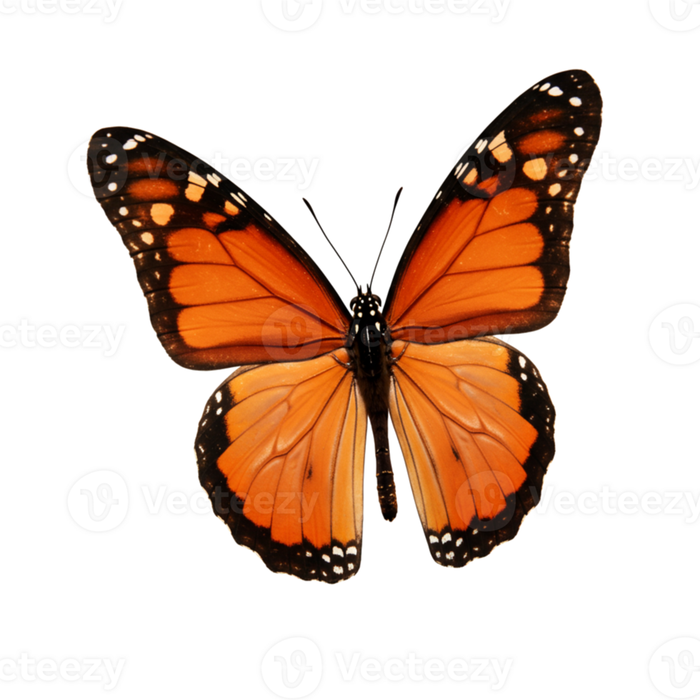 Black Butterfly Nature species with bold patterns and captivating wing texture png