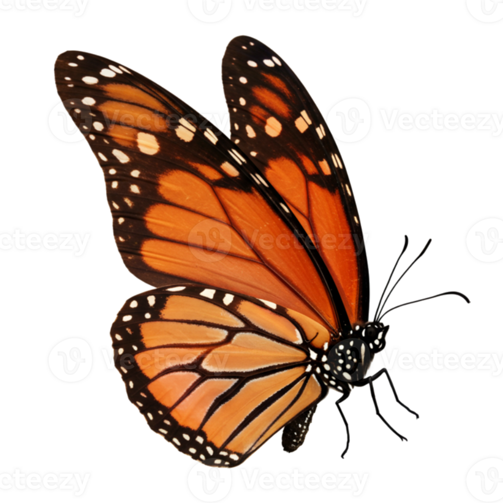 Orange Butterfly Exotic with delicate wings spread wide in a macro close-up png