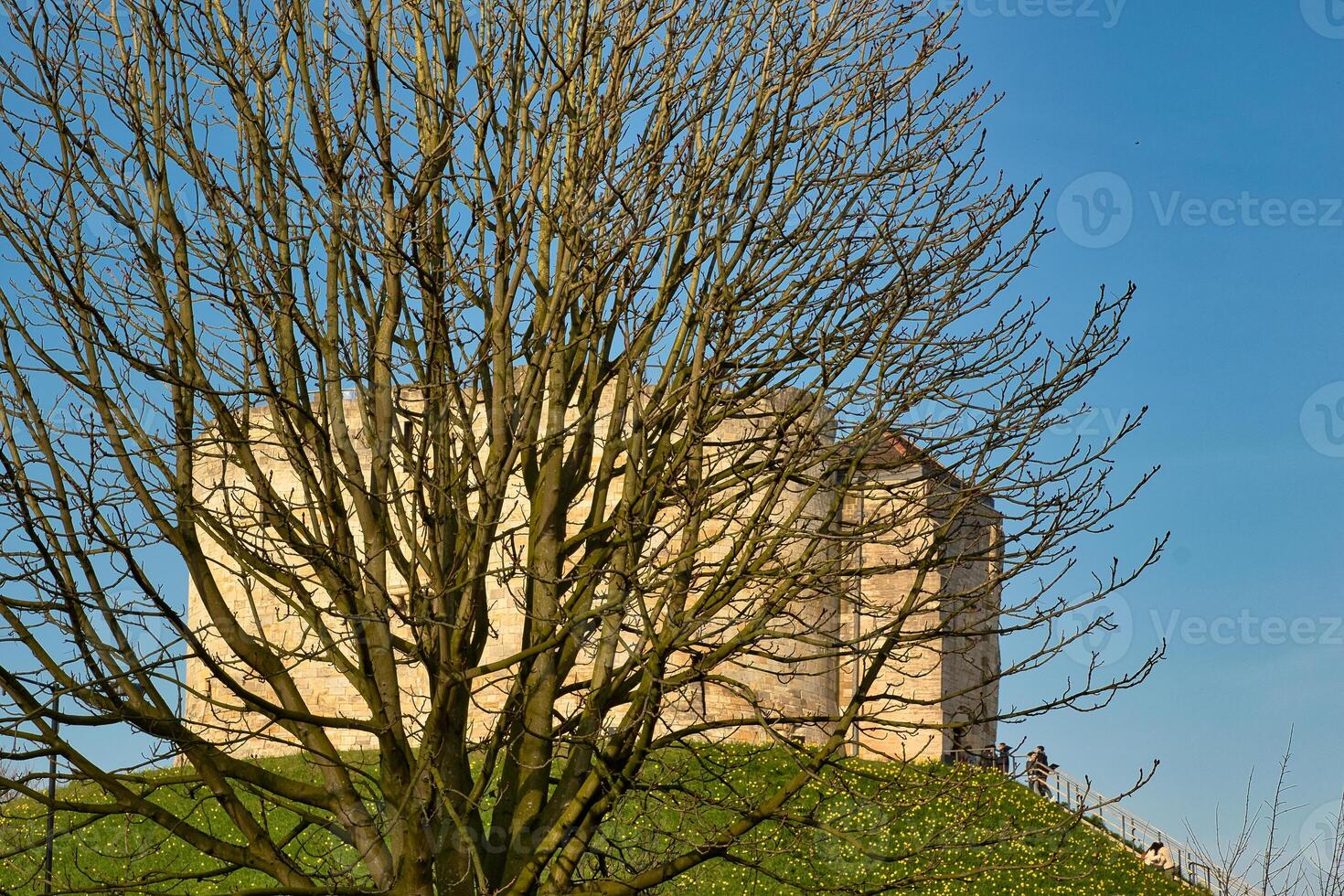 Bare Tree, Stone Building, and Green Hill in York, UK. photo