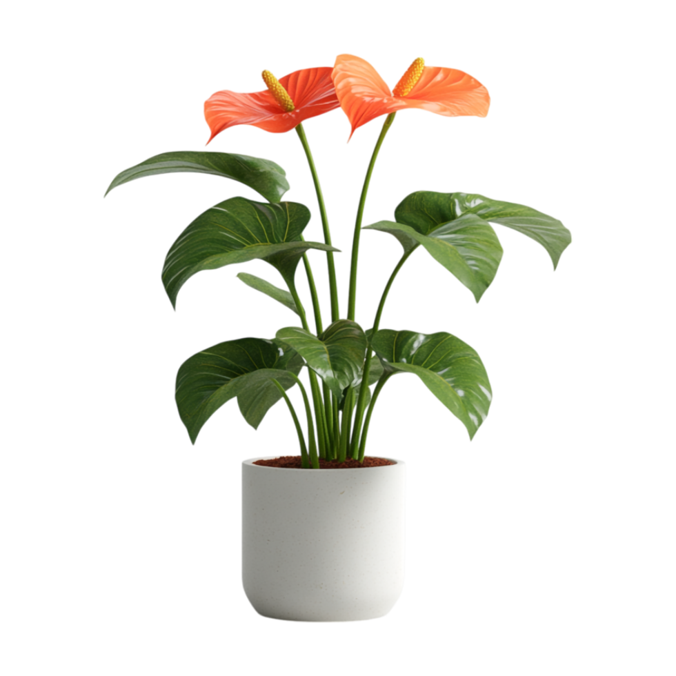 anthurium plant in a white pot on a transparent background png