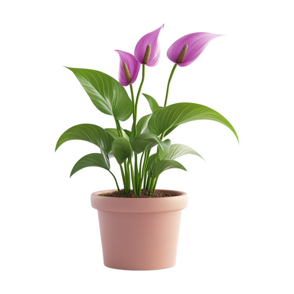 a potted plant with purple flowers on a transparent background png
