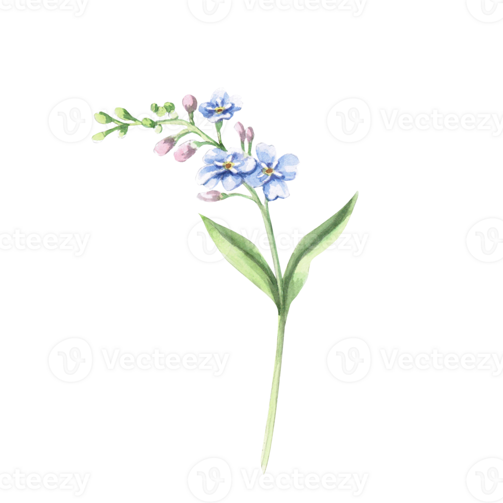 Branch with unblown buds of forget-me-not. Isolated watercolor illustration of a flower for holiday decoration, textile printing, gardening blog design. png