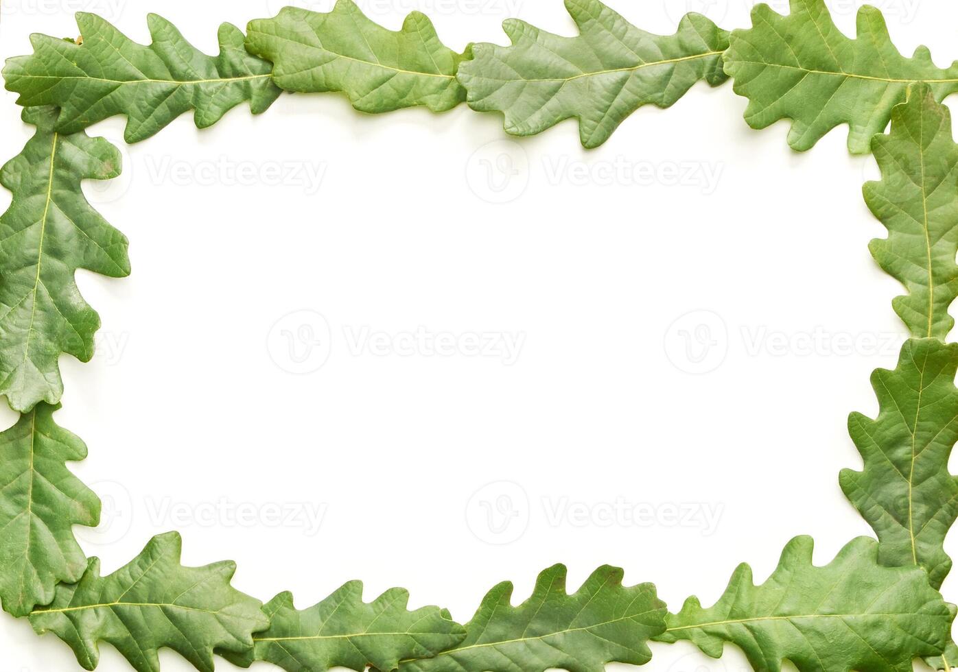 Green oak leaves arranged in rectangular frame on white background. photo