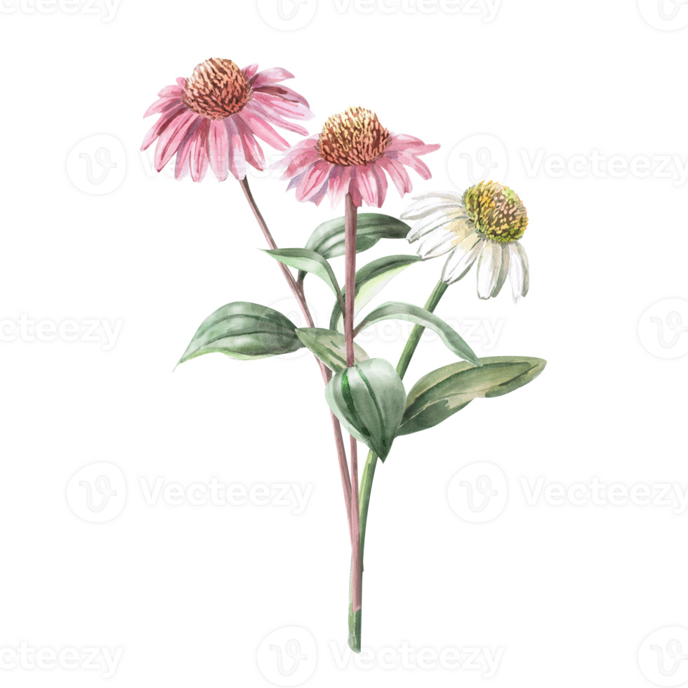 Bouquet of three pink and white echinacea. Isolated watercolor illustration of a garden flower in a realistic style for holiday decoration, textile printing, gardening blog design. png