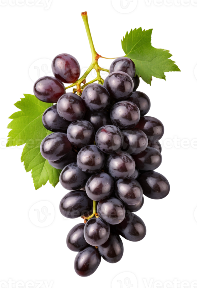 Dark Purple Grapes with Vine Leaf, High-Resolution . png