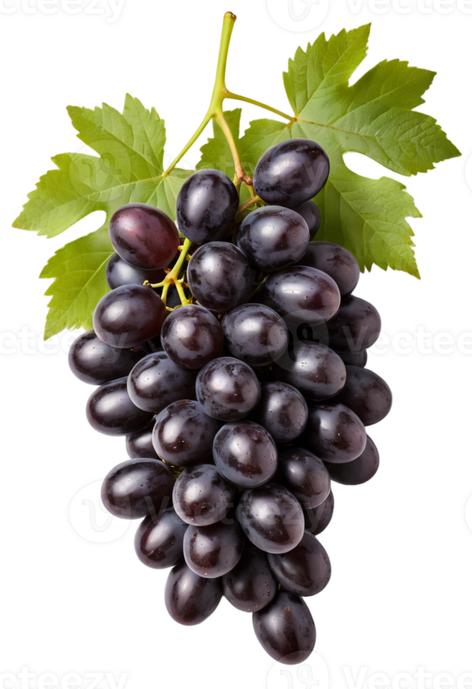 Freshly Picked Black Grapes with Green Leaf, Image. png