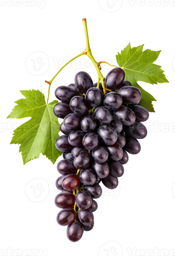 Black Seedless Grapes Bunch, Transparent Background. png