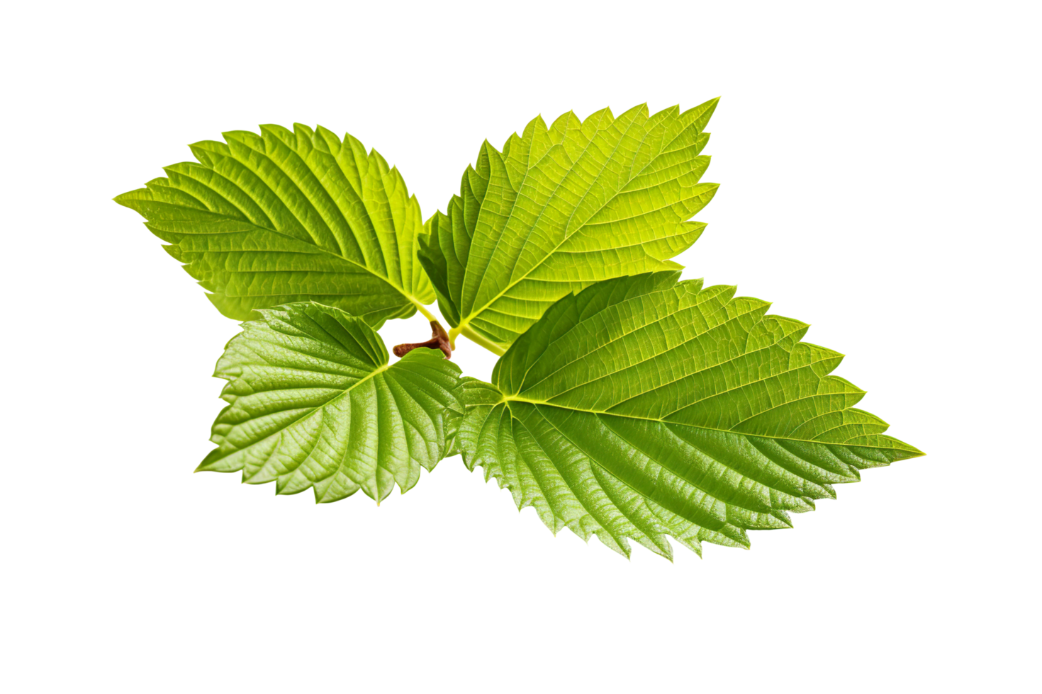 A hazelnut leaf isolated on transparent background png