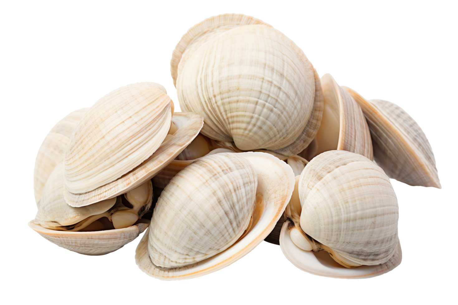 Asari clams isolated on transparent background png