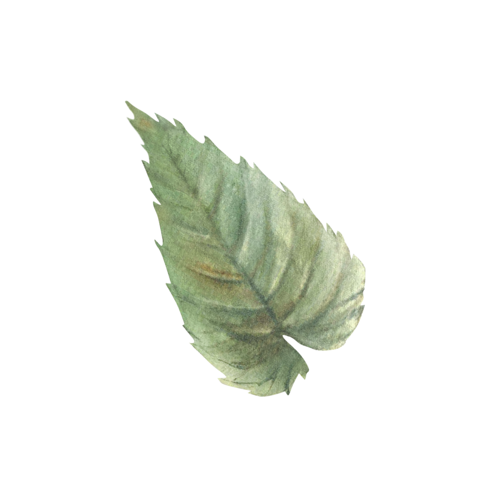 Green hops leaves or Humulus lupulus plant stem. Brewing harvest, crop. Hand drawn watercolor illustration for beer label design. Botanical leaf form of rose flowers clipart isolated from background png