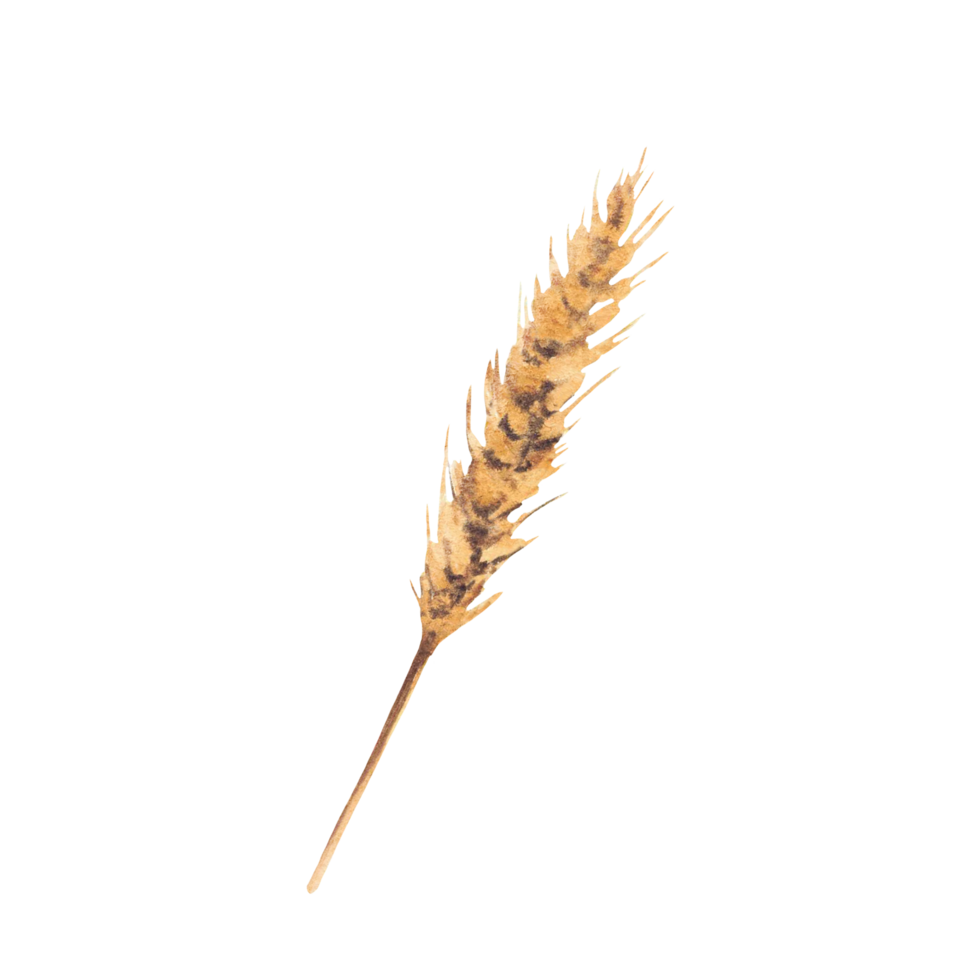 Ears of malt Wheat, barley and grain. Wheat bread ears cereal crop realistic clipart. For card, poster, label for production process brewery of beer and whiskey. Watercolor hand painted illustration png