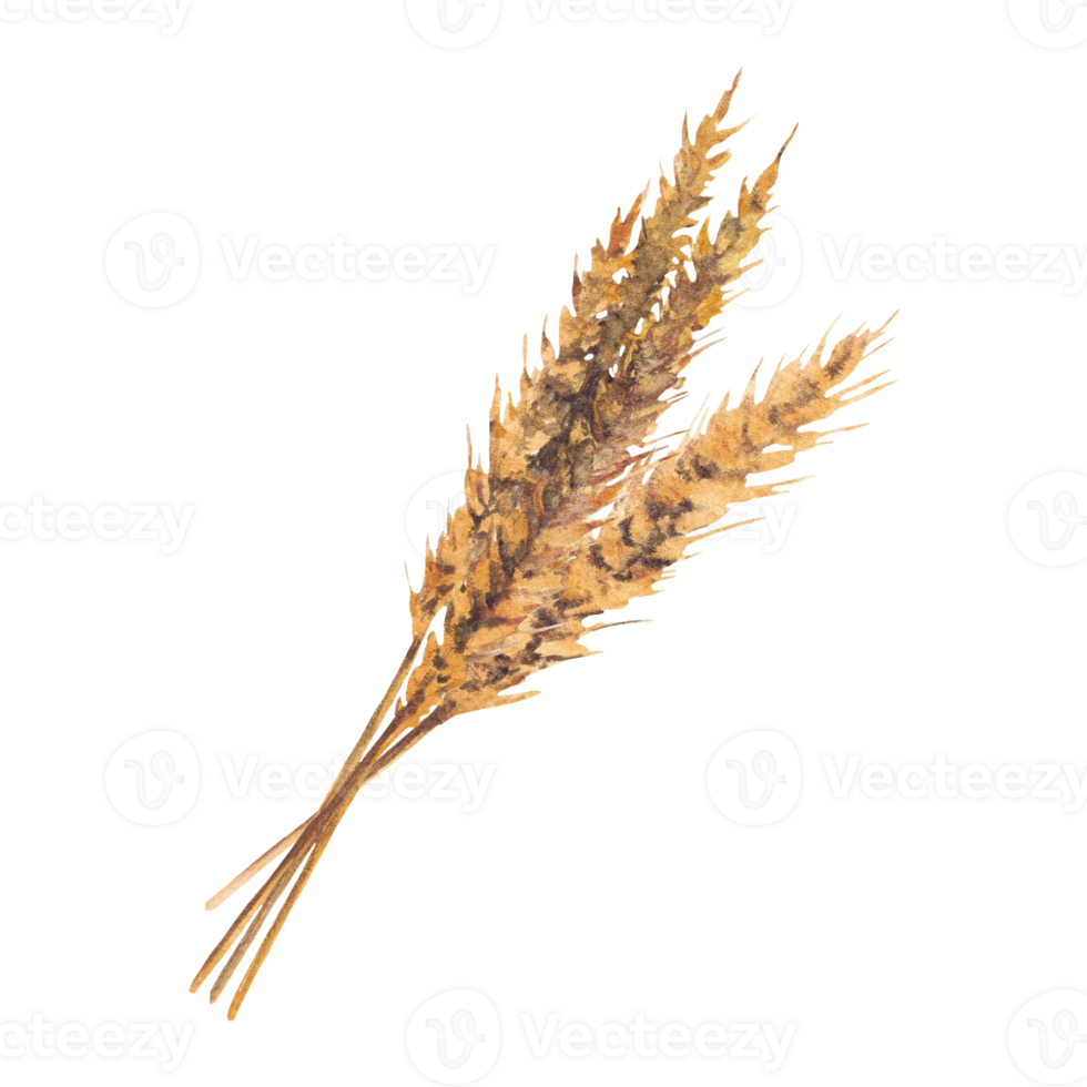 Wheat ears, stalks of barley golden cereal grain spikes. Watercolor hand drawn illustration for beer production label, menu, sticker, card design. Botanical realistic clipart isolated from background png