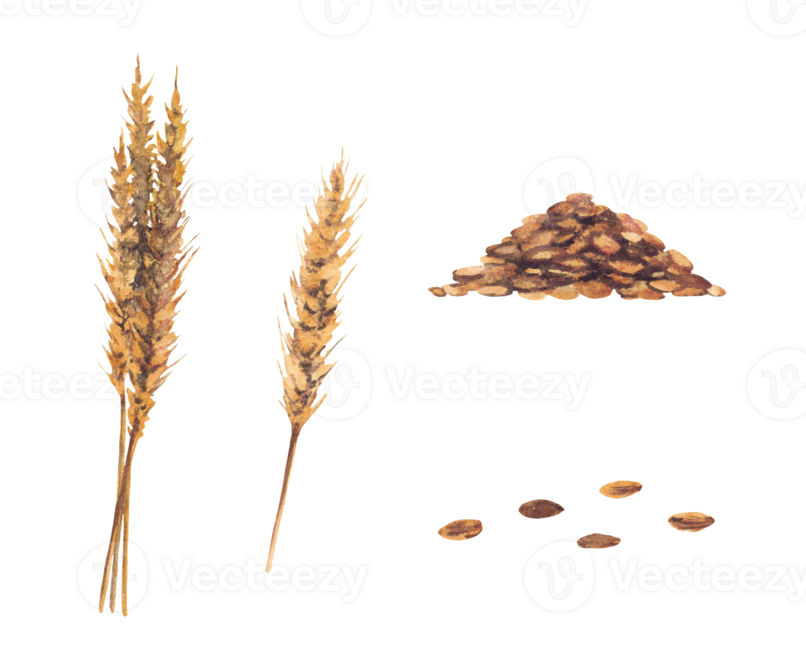 Heap of malt, barley grain for the production of beer, ale. Whole grain, pile of malt watercolor realistic painted illustration isolated from the background for food alcohol drink label design print. png