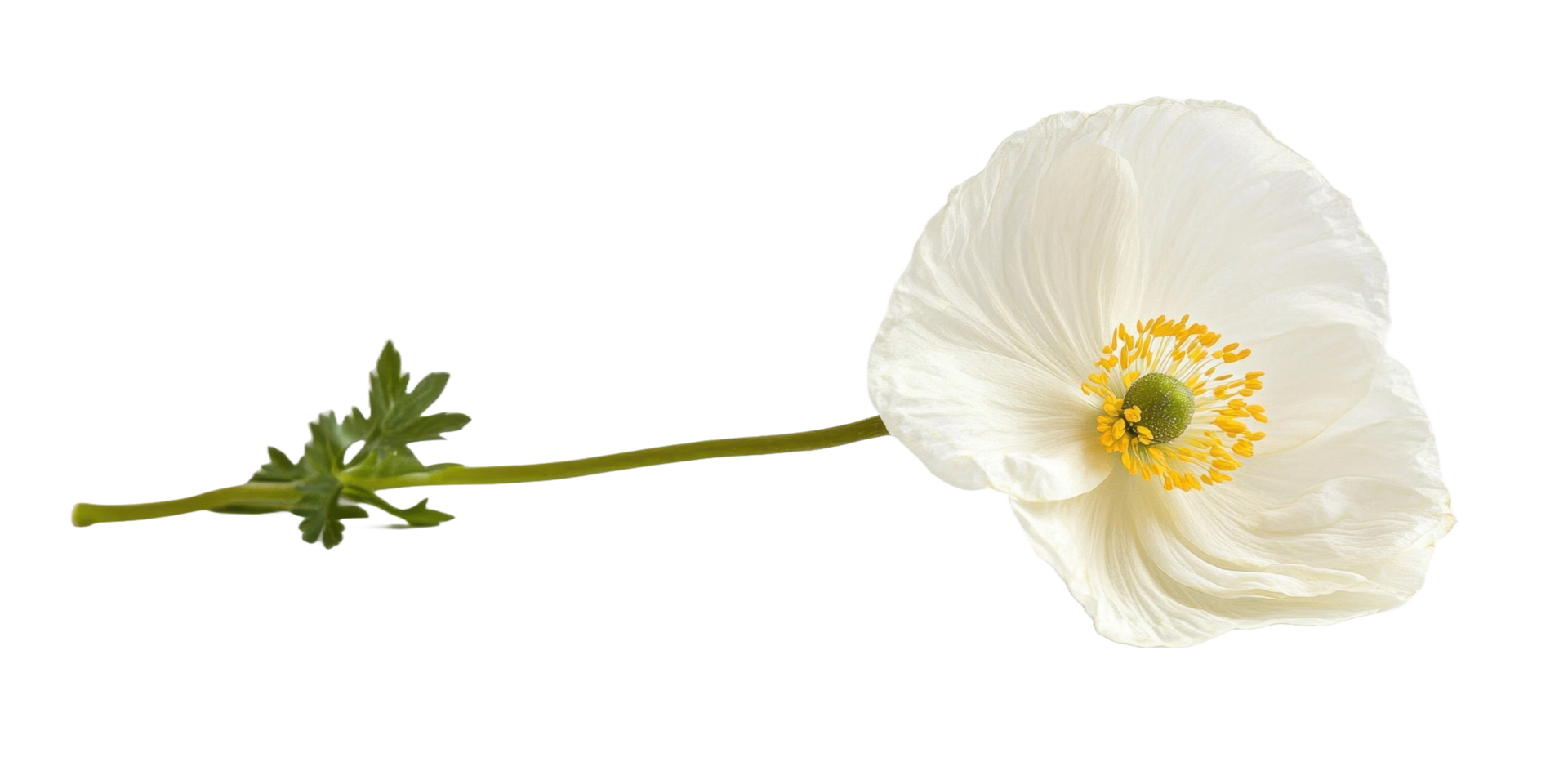 A Delicate White Poppy Flower Blooming with Green Leaves png