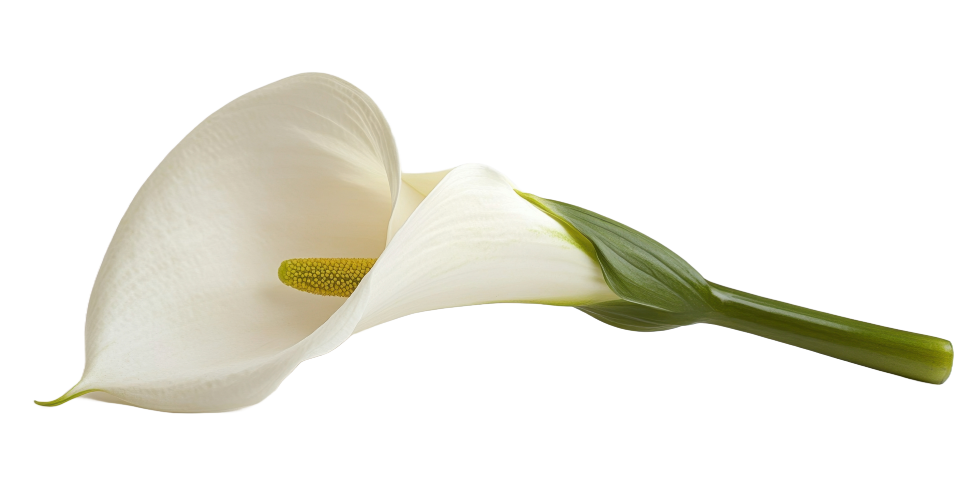 A beautiful elegant single white flower with a long green stem png