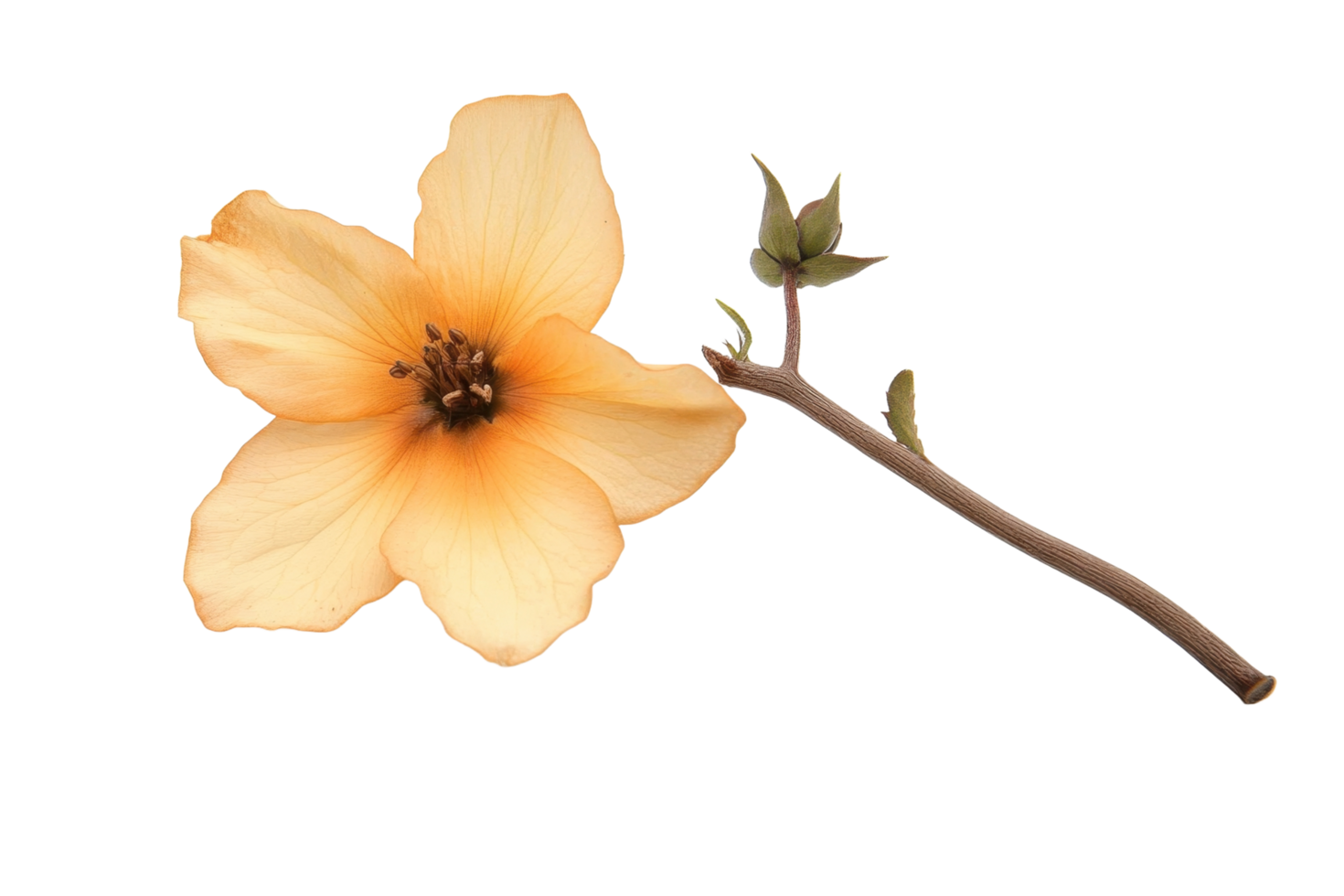 A delicate flower with stem and some fresh buds in detail png