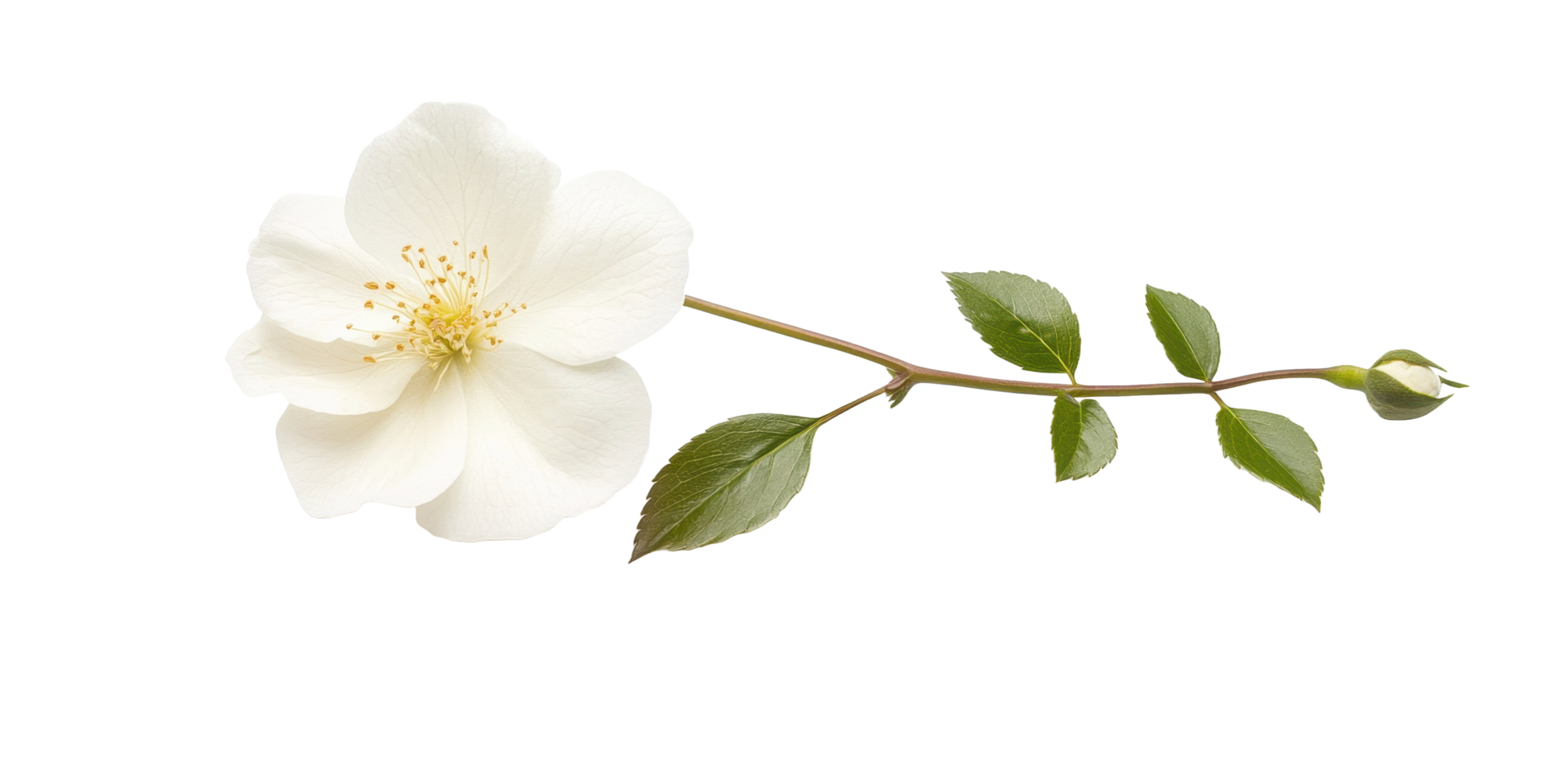 A delicate white flower with green leaves on a stem png