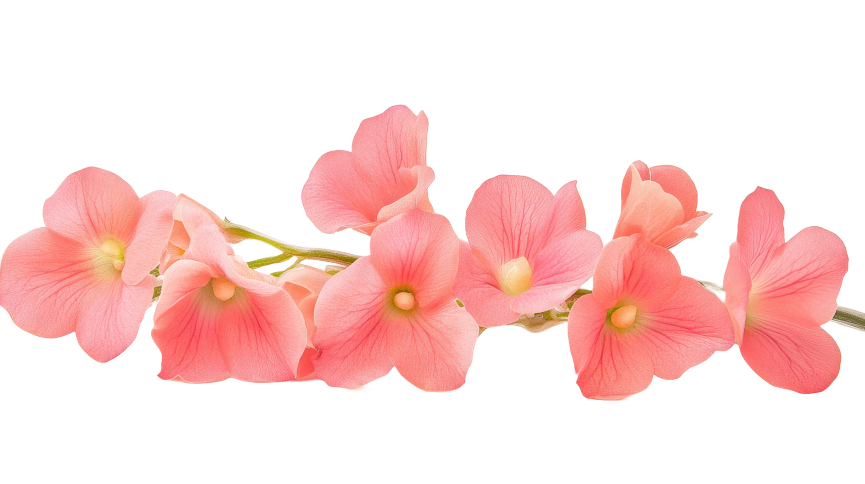 Beautiful cluster of pink flowers extending from a slender green stem png