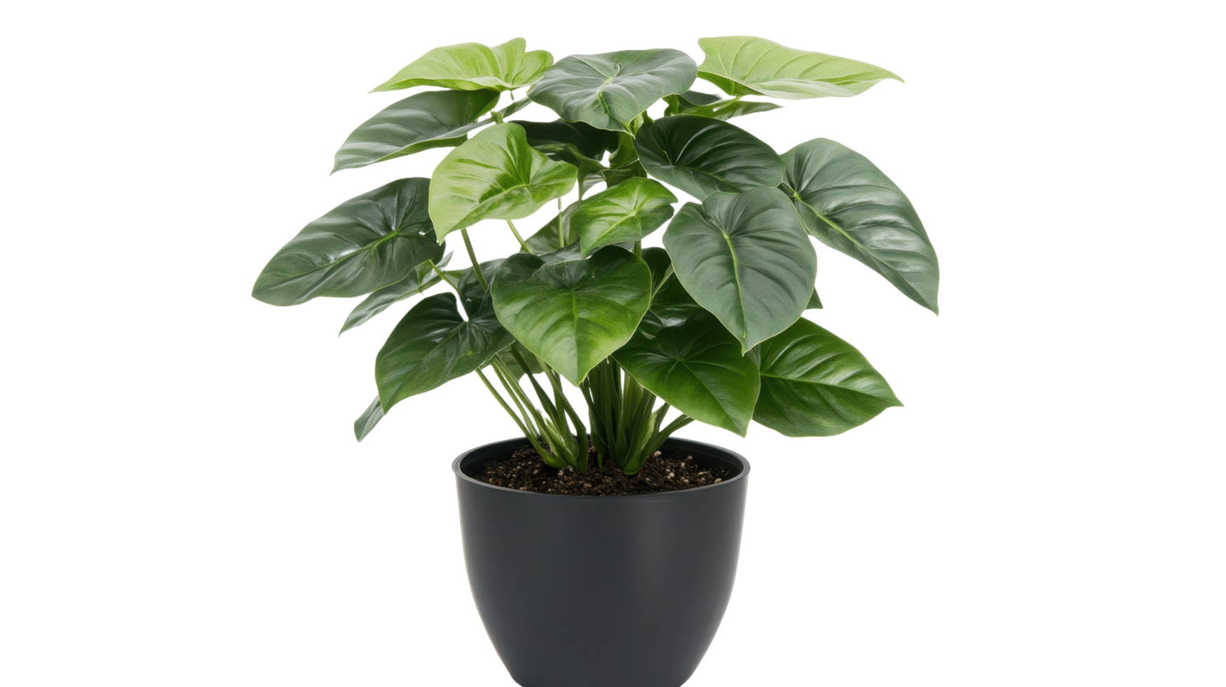 A vibrant green plant displayed in a round black container png
