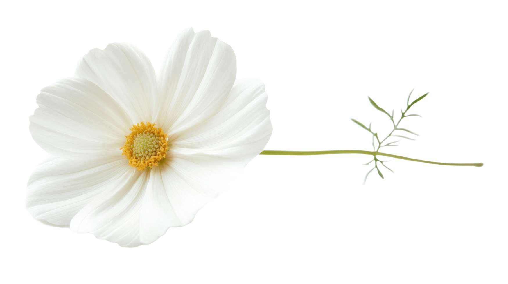 A beautiful white flower with yellow center and green stem png