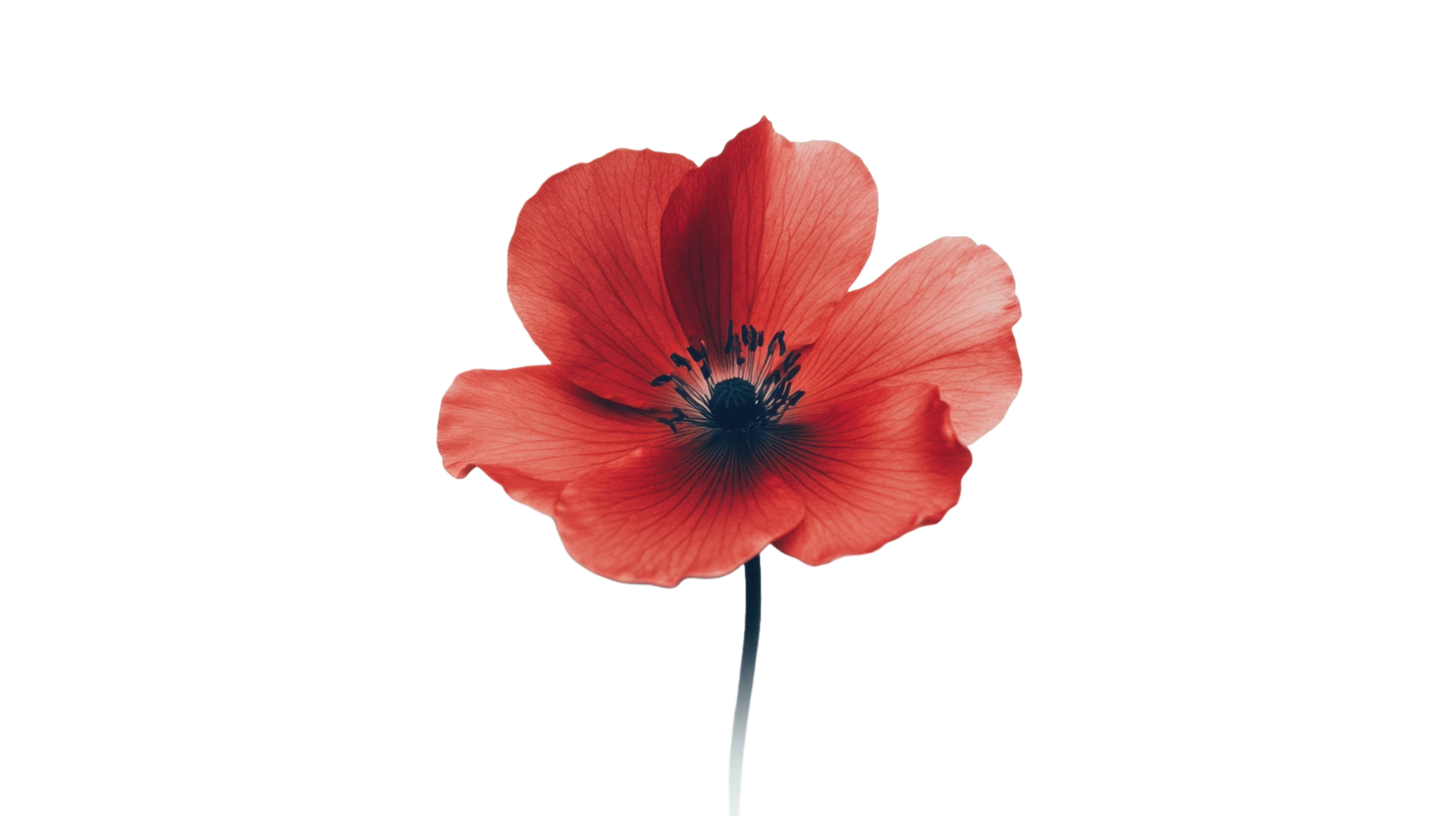 A vibrant red flower isolated with an abstract colored background png