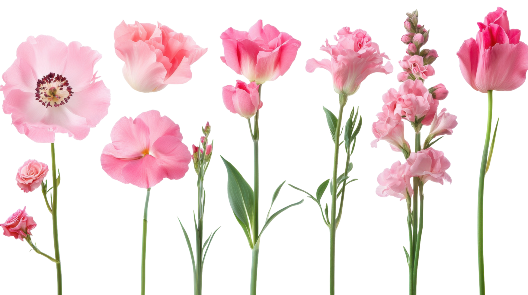 A Collection of Various Pink Colored Flowers on Stems png