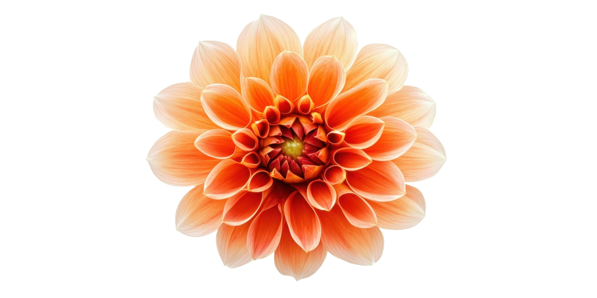 An isolated flower of orange petals displays a beautiful bloom png
