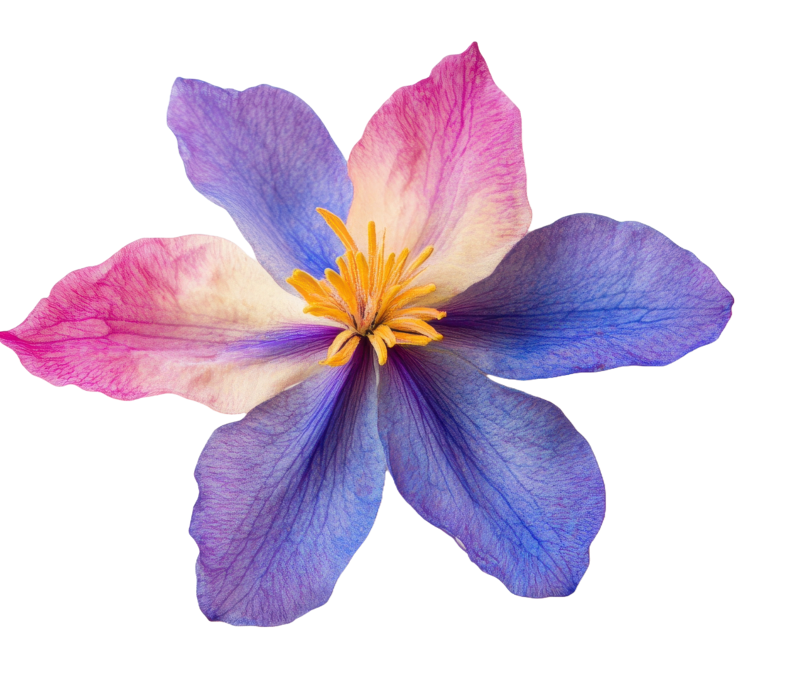 A beautiful flower displays vibrant petals in shades of purple and pink png