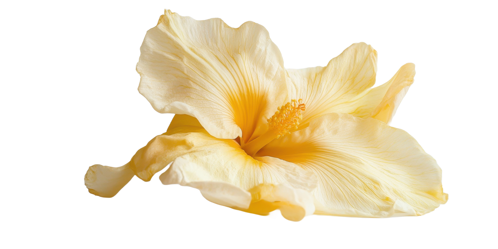 A delicate close up image of a yellow hibiscus flower png