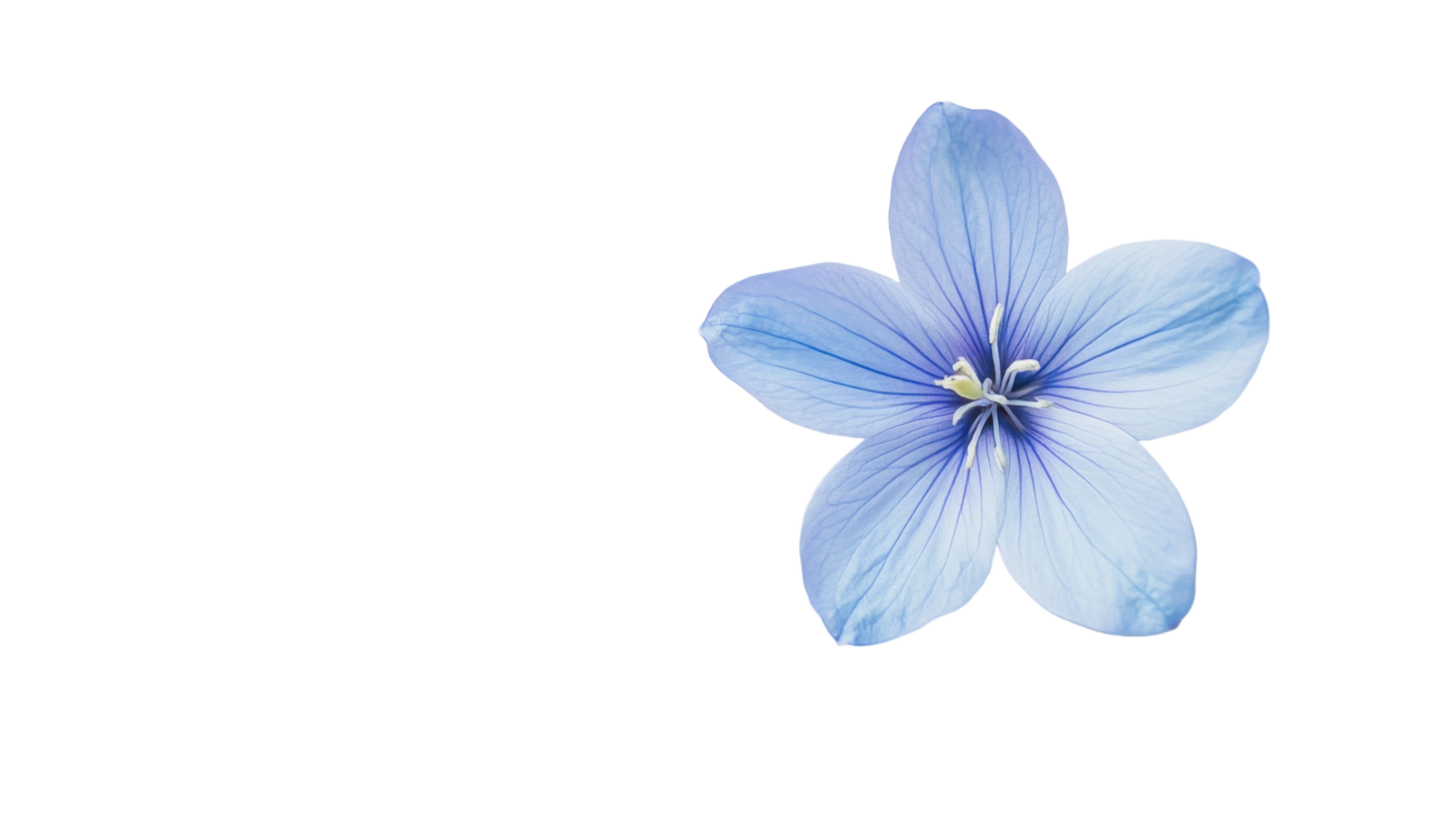 A beautiful light blue flower with intricate patterns on petals png