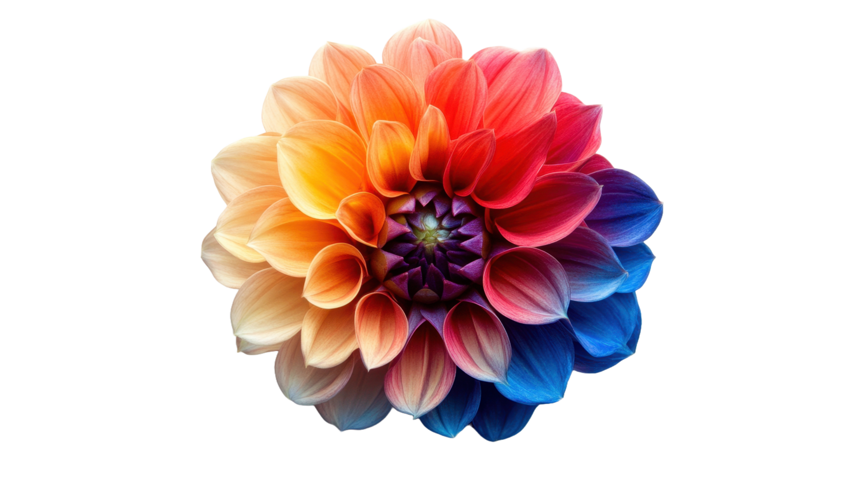 A detailed image featuring a vibrant and colorful flower head png