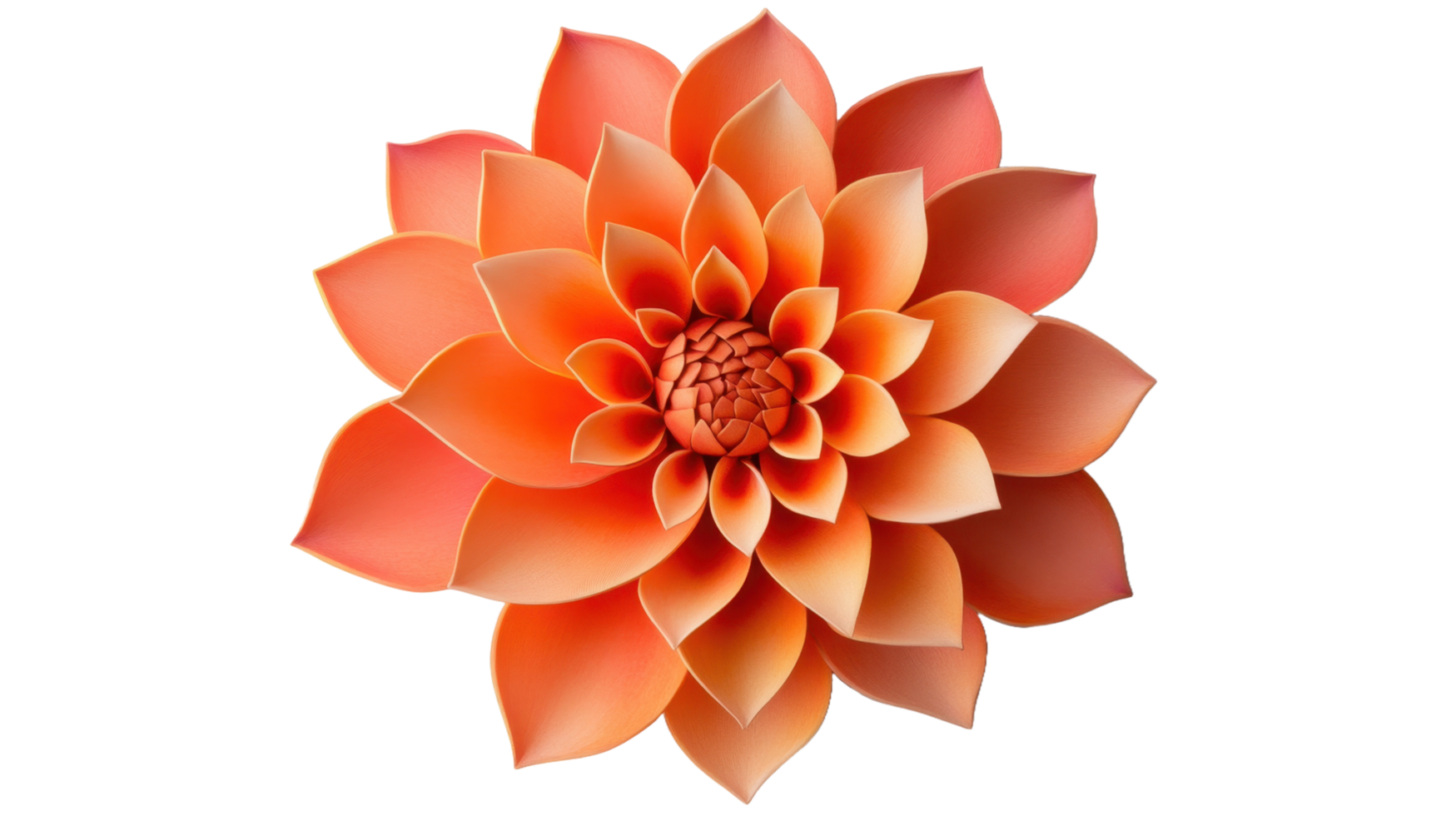 A vibrant colorful orange flower with delicate detailed petals png