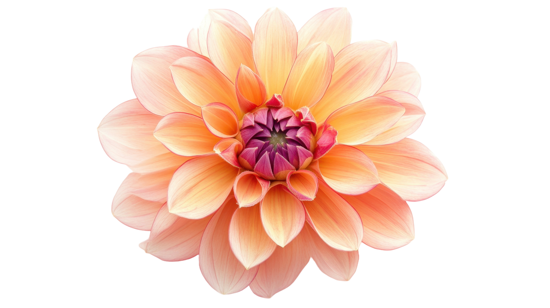 A beautiful and vibrant flower displaying shades of orange and pink png